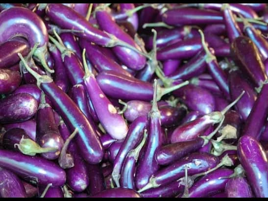 Brinjal (3)
